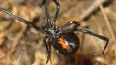 Male Black Widow Spiders Like Mates Fat And Chaste Cbc Radio