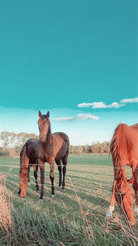 Edited By Me In 2021 Horse Aesthetic Horse Life Beautiful Horses