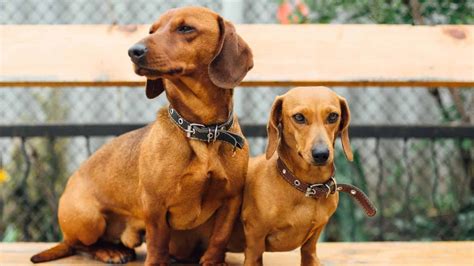 Are Dachshunds Considered Small Dogs? - Whisker Pals