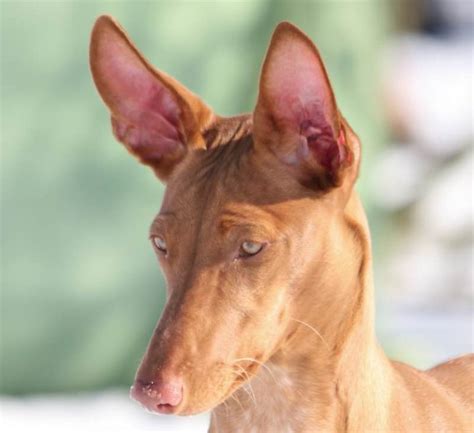 Pharaoh Hound Dog Breed Information And Images K9 Research Lab