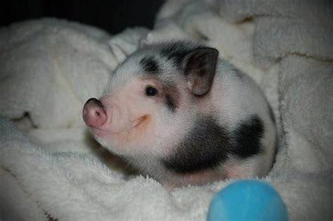 A This Is Too Cute Love Baby Pigs Cute Animals Cute Baby