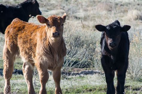 Free Images Mammal Bovine Vertebrate Calf Pasture Terrestrial