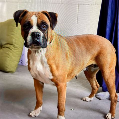 Olivia - CH Boxer Rescue