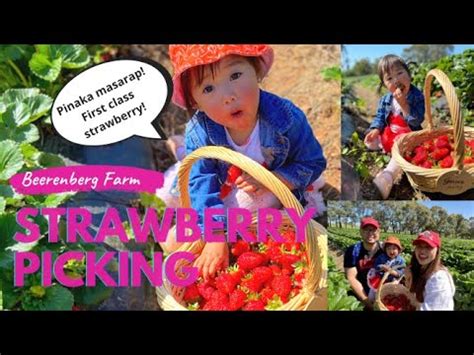 Beerenberg Farm Strawberry Picking 2020 - YouTube