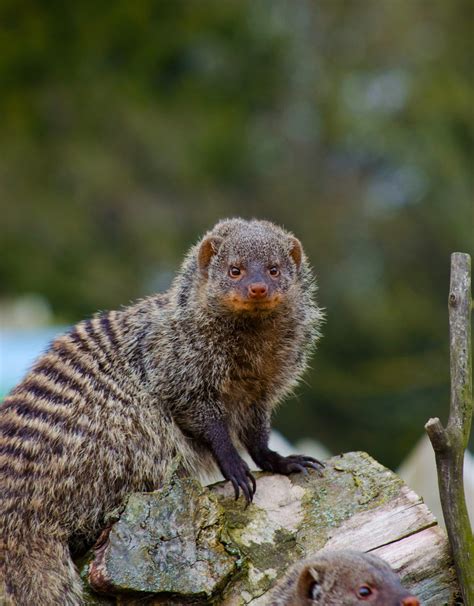 Mongoose Wallpapers 29 Images Inside