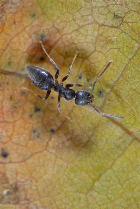 Aepma Pest Profile White Footed House Ants