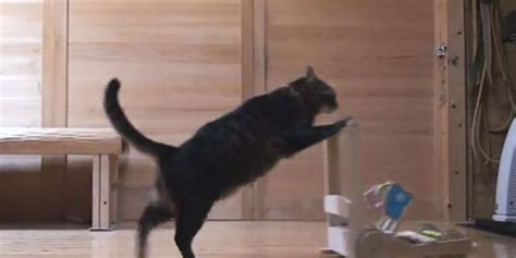Cat Trick Funny Cat Videos