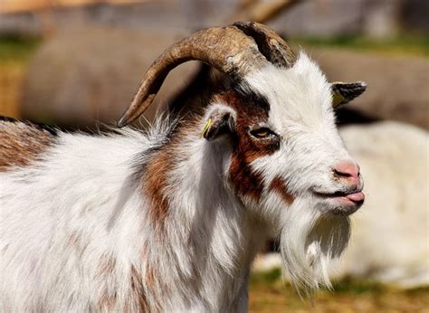 300 Free Billy Goat And Goat Images Pixabay