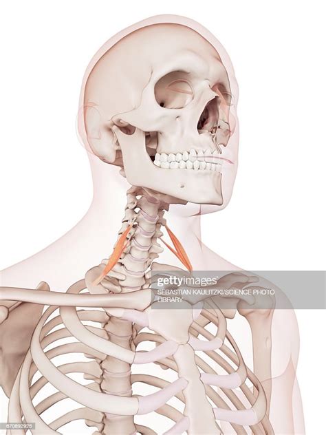 Human Neck Muscles High Res Vector Graphic Getty Images