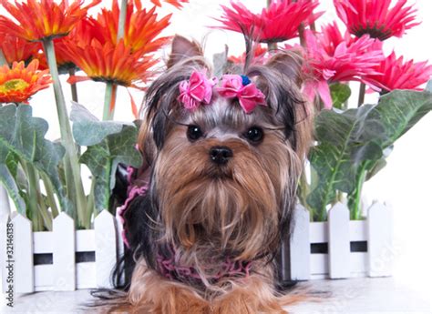 Yorkshire Terrier And Flowers Stock Photo And Royalty Free Images On