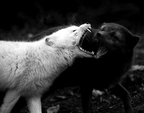 Are you searching for wolves fighting png images or vector? the battle of the black wolf and the white wolf | elephant journal