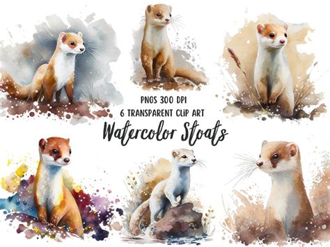 Watercolor Stoats Clipart Set 6 Transparent Cute Clip Art Etsy