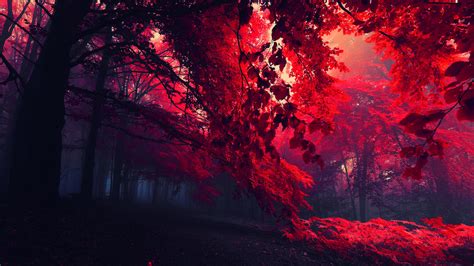 62 Red Leaves Wallpaper