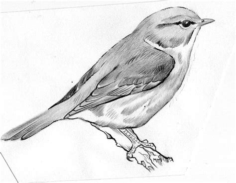 Animales Dibujados A Lapiz Dibujos De Pájaro Paisaje A Lapiz