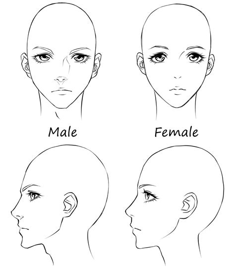 Proportions Of The Head Idealized World Manga Academy Drawing