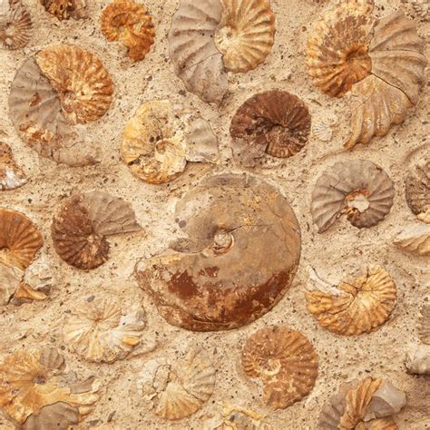 List Some Ways That Fossils Can Be Preserved Sciencing