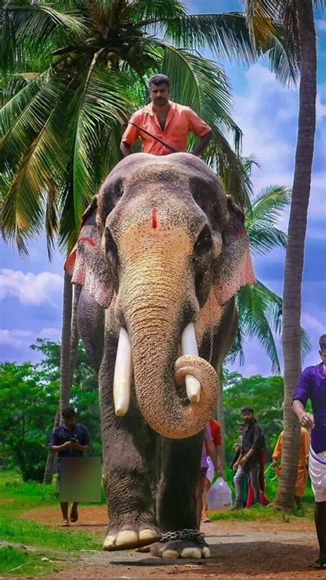 10 Famous Divine Elephants Temple In Kerala