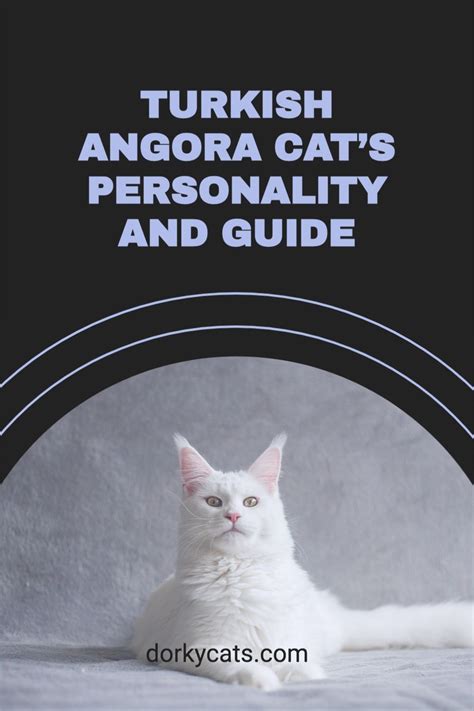 Turkish Angora Cats Personality And Guide In 2021 Angora Cats Cat