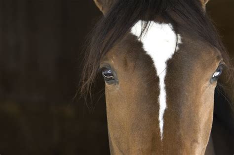 12 Astonishing Facts About Horses