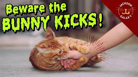 14 Why Do Cats Kick Askaphileine