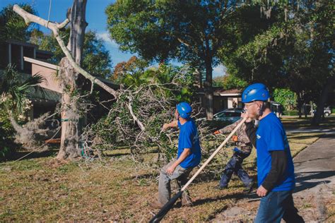 Why Use a Professional Tree Removal Service? - Arbor Wise Tree Services