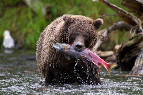Brown Bear Fishing Chugach National Forest Alaska Ron Niebrugge
