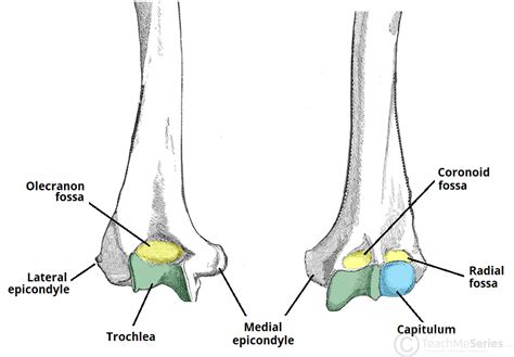 The Humerus Proximal Shaft Distal Teachmeanatomy