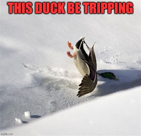 Image Tagged In Ducks Imgflip