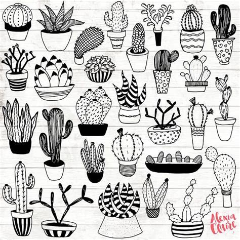 Illustration Succulent Clipart Black And White - Illustration of Many