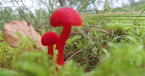 Gorgeous Bright Red Fungi Spotted Growing On Aberdeenshire Nature