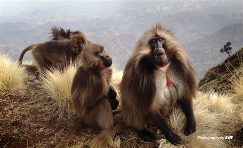 Geladas The Extraordinary Monkeys Bringing Tourists To Ethiopia