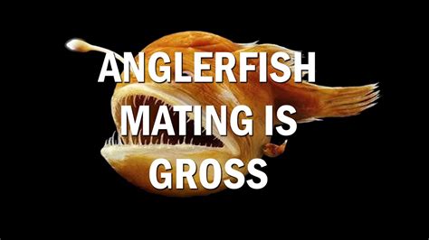 The anglerfish are fish of the teleost order lophiiformes (/ˌlɒfiɪˈfɔːrmiːz/). Anglerfish Mating is Pretty Gross, Guys - YouTube