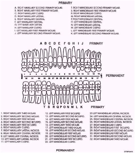Printable Dental Perio Chart Form