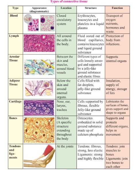 Worksheets Different Types Of Connective Tissue