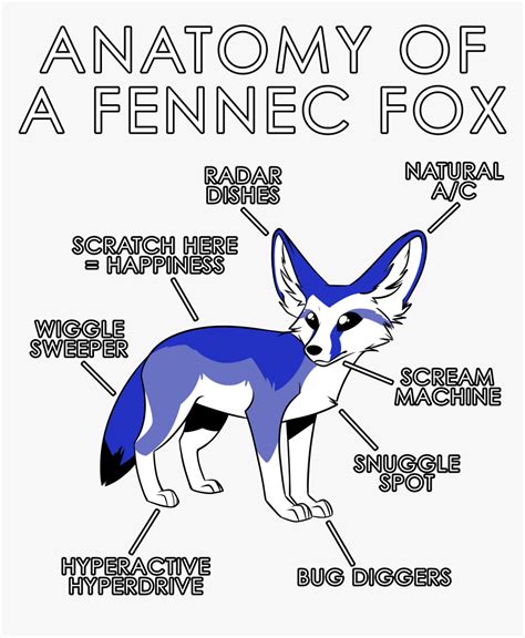 Anatomy Of A Fennec Fox Hd Png Download Kindpng