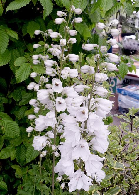 A White Flowering Plant Flower