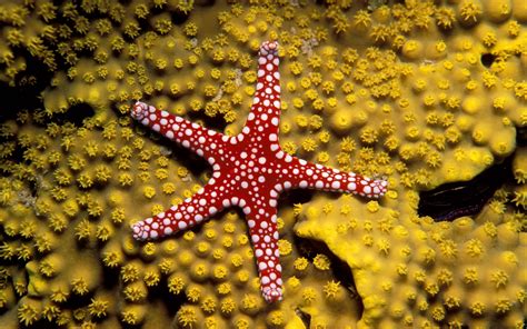 Most of the species are bright in color, like red, orange, blue, grey, or brown. starfish, Ocean, Sea, Sealife, Fish, Bokeh Wallpapers HD ...