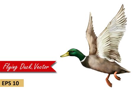 Male Mallard Duck Flying Vector Graphic Objects ~ Creative Market