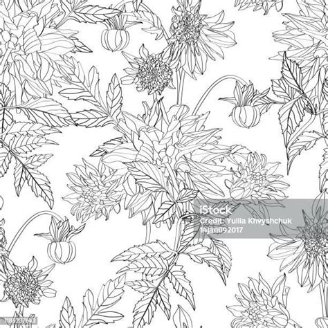Dahlia Seamless Pattern Of Line Dahlia Flowers Floral Black