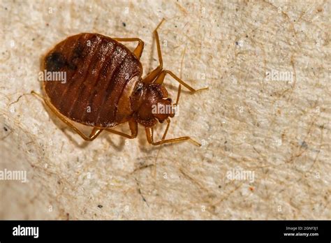 Female Bed Bug Cimex Lectularius Stock Photo Alamy