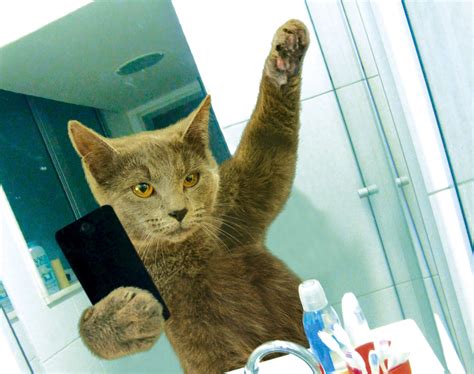 download smartphone selfie funny cat 4k ultra hd wallpaper