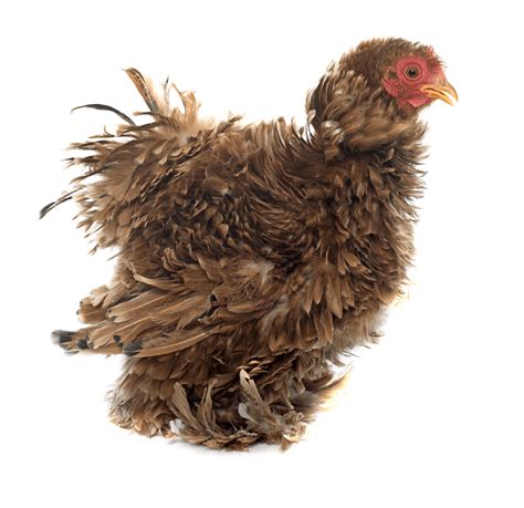 Frizzle Chicken Breed Profile Care Guide And More The Happy Chicken Coop