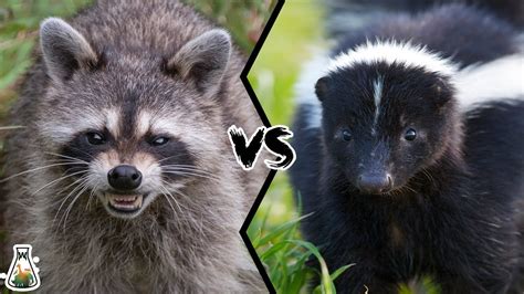 Raccoon Vs Skunk What If These Two Animals Fight
