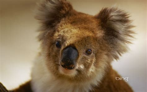 Microsoft Bing Theme Hd Wallpapers Australia City Landscape Animals