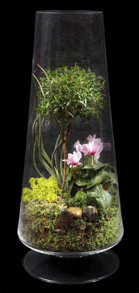 Terrarium Planten Tuinieren In Potten Miniatuurtuin