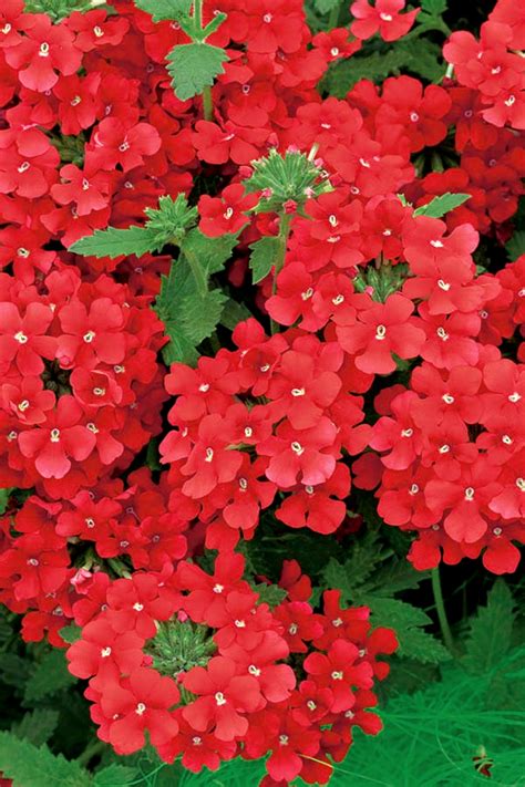 Verveine De Jardin Variété Rouge 120 Graines Verbena X Hybrida