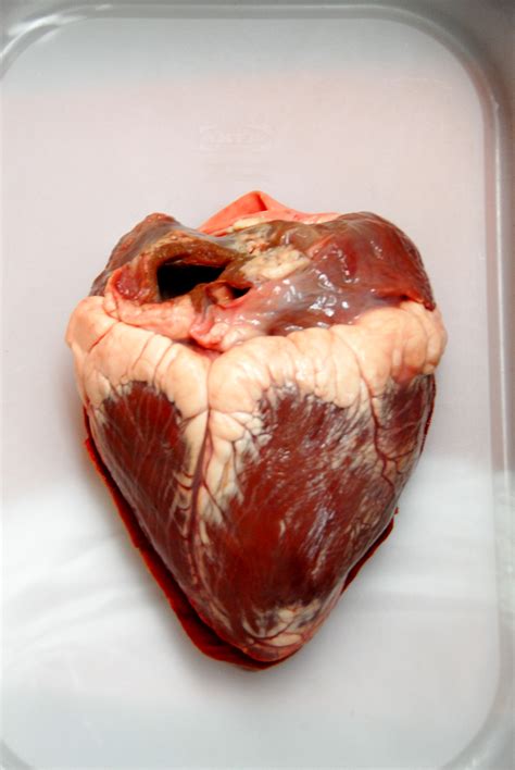 You can choose the most popular free real heart gifs to your phone or computer. Heart dissection | ingridscience.ca