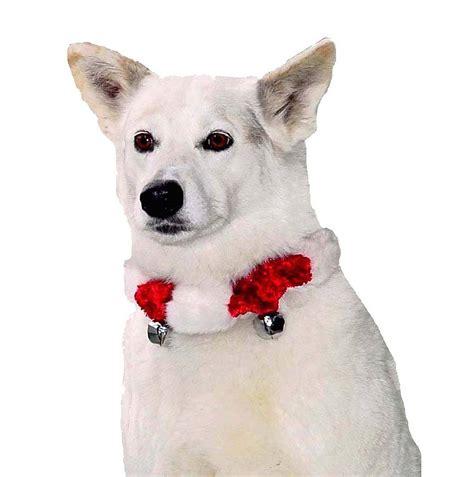 Cat bell collars and tags. kyjen christmas dog collar with bells by animal kingdom ...