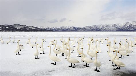 Swan Winter Solstice Bing Wallpaper Download