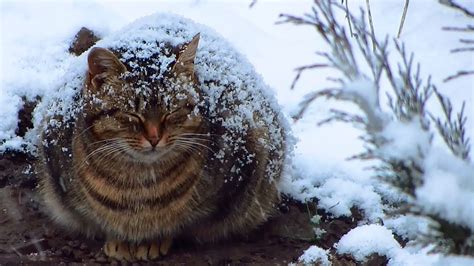 For many female cat owners, the prospect of how to care for a pregnant cat, or 'queen' as they are often referred to, can be quite daunting. Pregnant cat sleep in the snow - YouTube